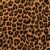 Leopardo